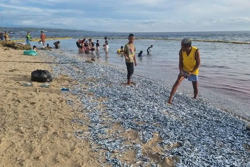 Sardines beached in Sarangani