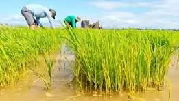You are currently viewing RICE TARIFFICATION IN THE PHILIPPINES