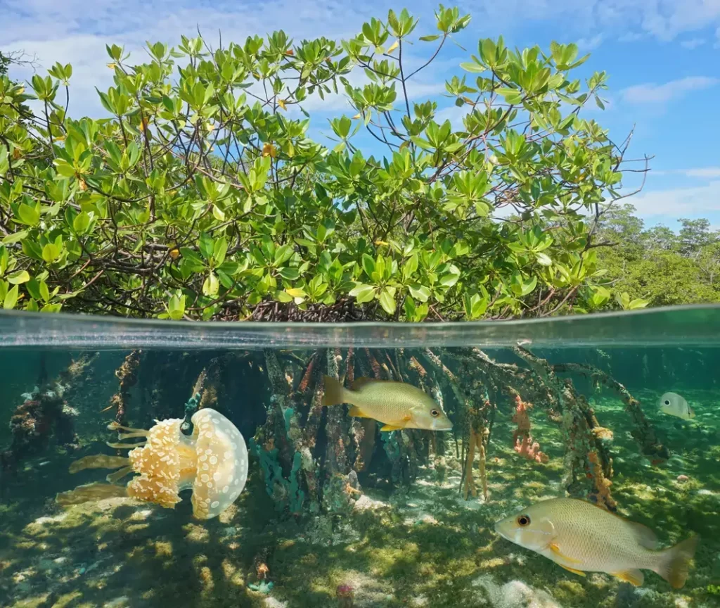 mangrove forest