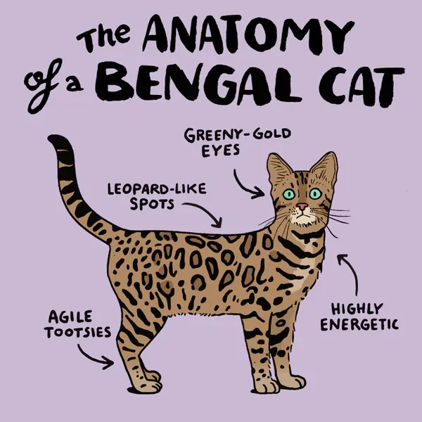 Bengal cat