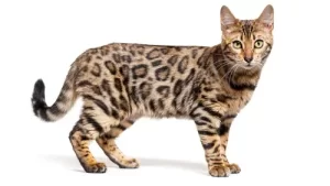 Read more about the article Title: The Fascinating Bengal Cat: A Comprehensive Guide to This Unique Breed