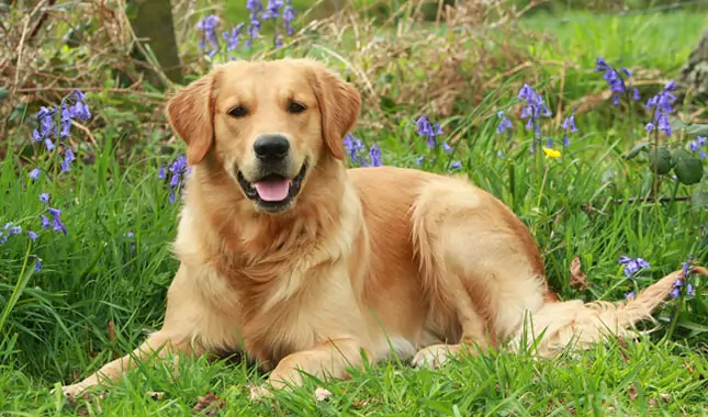 golden retriever