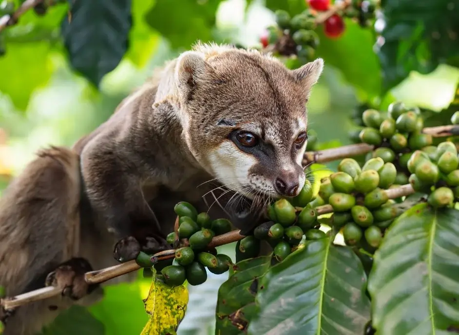 You are currently viewing Civet Philippines, Unveiling the Word of Musang and Kopi luwak