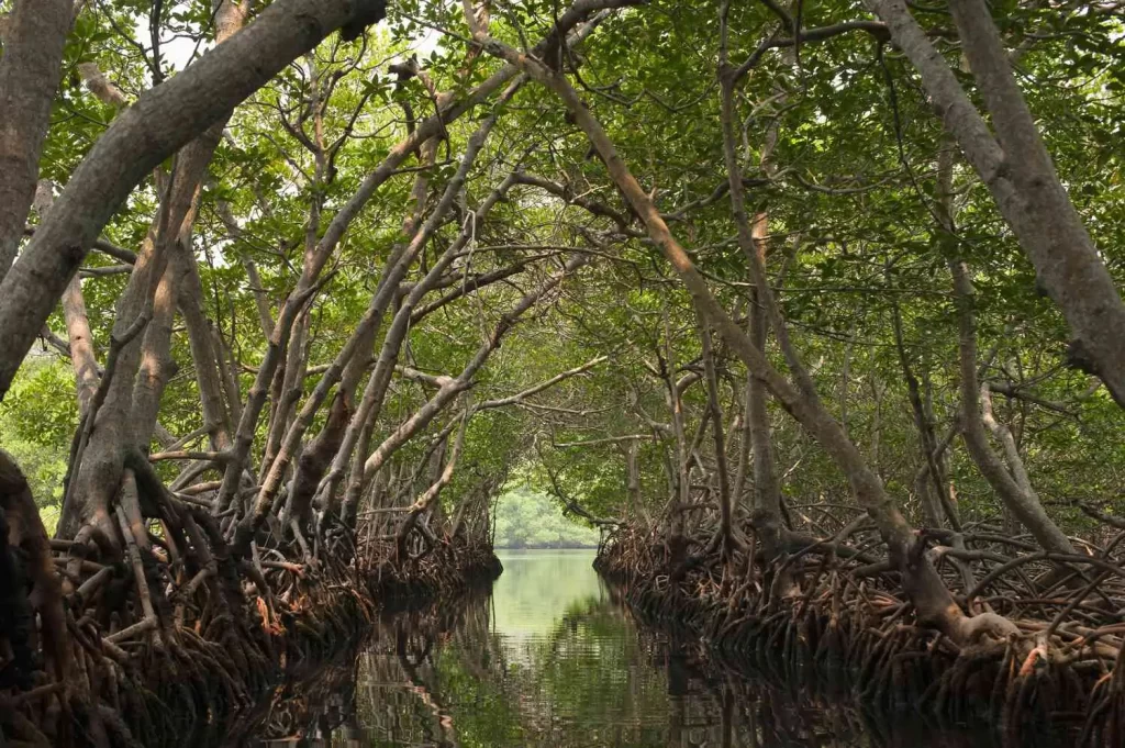 mangrove forest