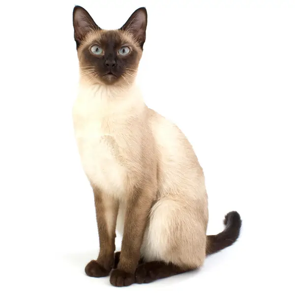 siamese cat