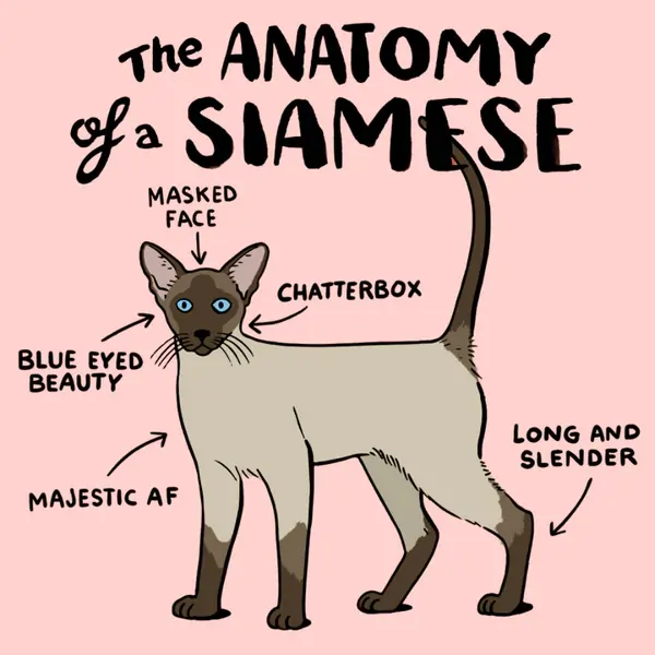 siamese