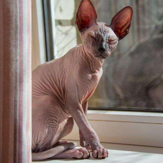 sphynx