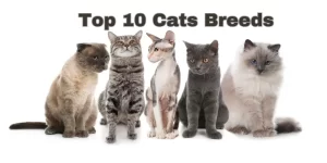 Read more about the article The Wonderful World of Cats: Exploring the Top 10 Cat Breeds