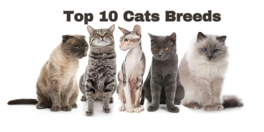 You are currently viewing The Wonderful World of Cats: Exploring the Top 10 Cat Breeds