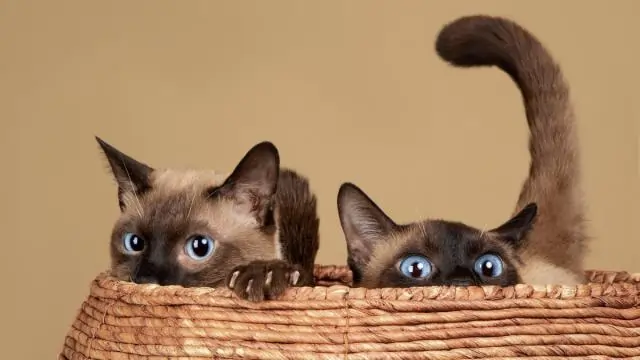 siamese cats