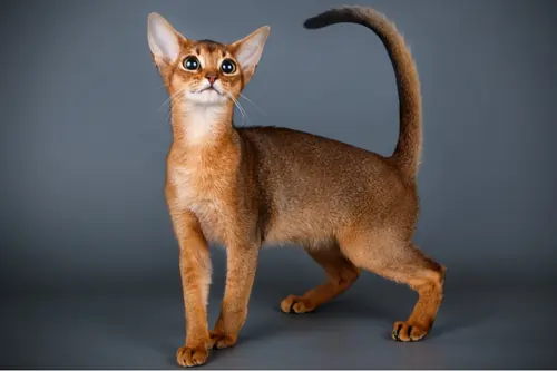 abyssinian