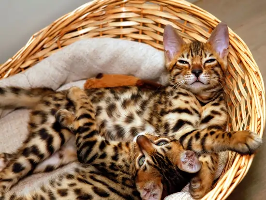 Bengal cats