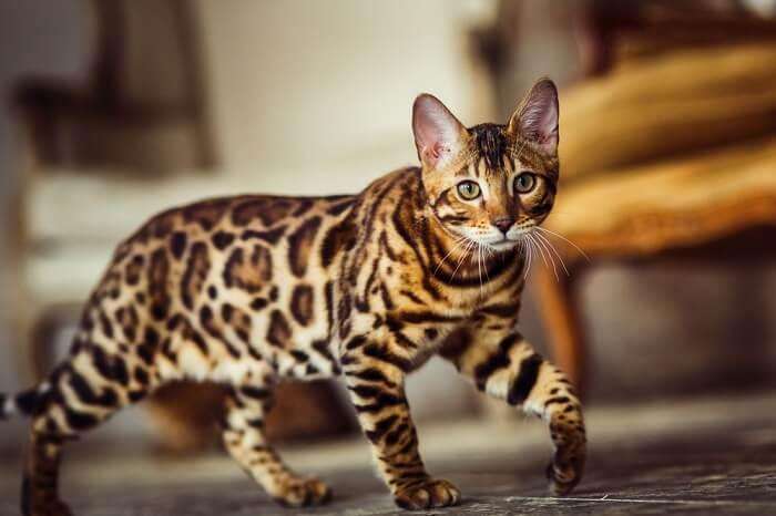 bengal