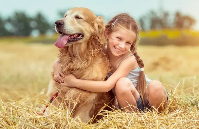 golden retriever