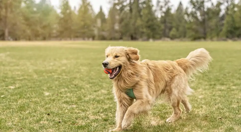 golden retriever