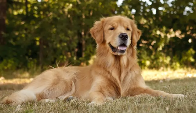 golden retriever