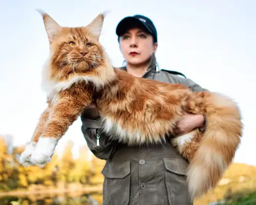 main coon with human