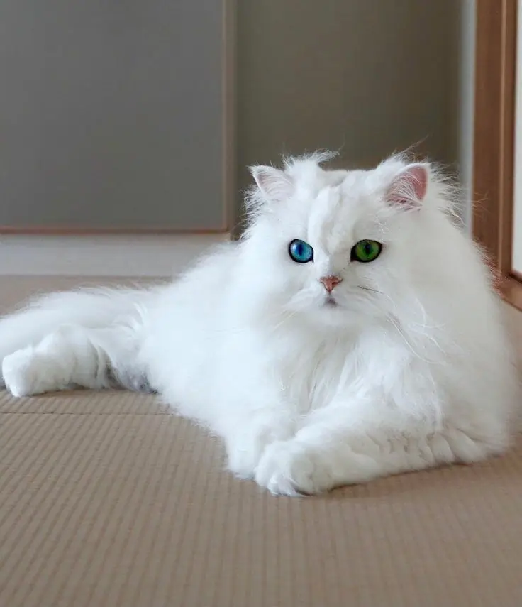 persian cat