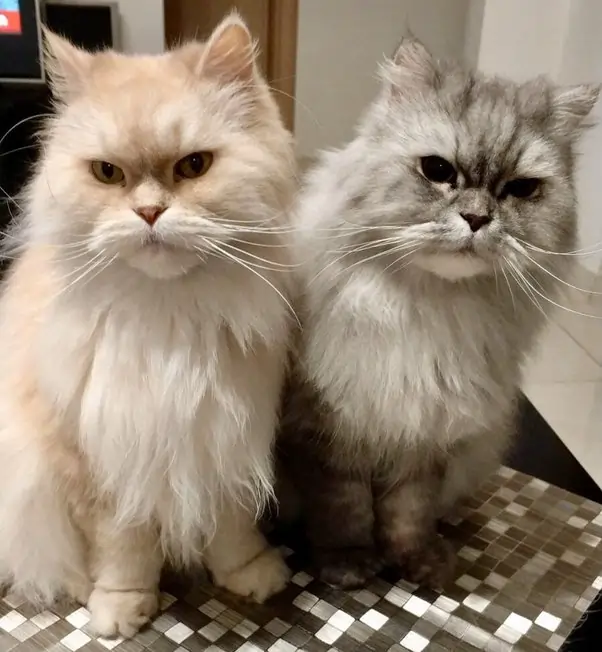 persian cats
