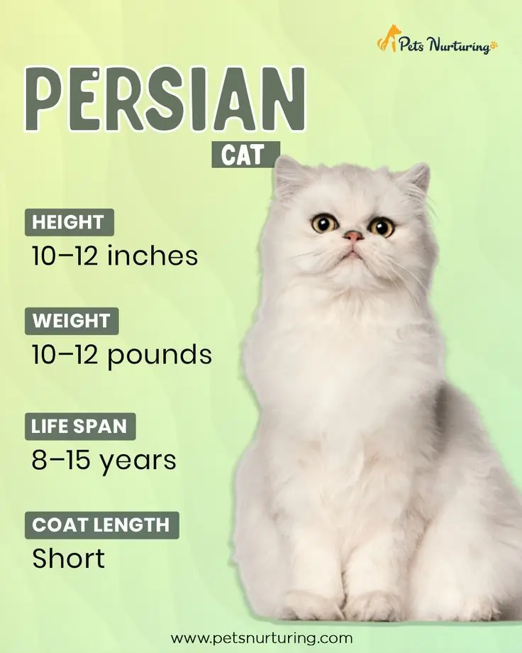 persian cat feature