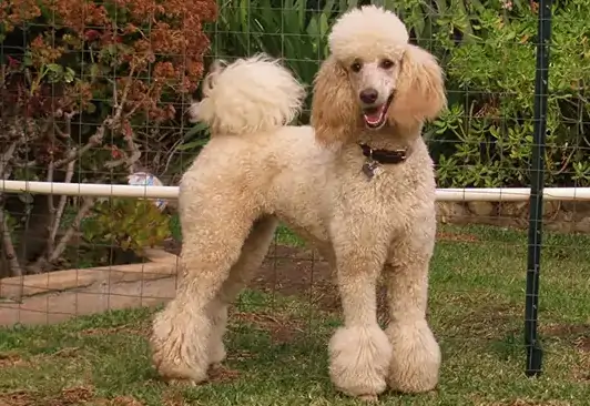 poodle