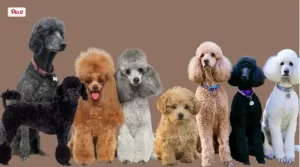 Read more about the article Poodle: A Complete Guide to an Elegant and Intelligent Breed