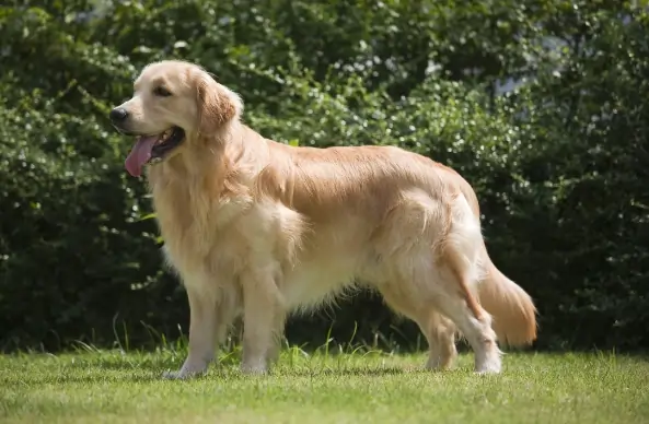 You are currently viewing The Golden Retriever: A Comprehensive Guide to One of the World’s Most Beloved Dogs