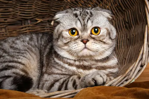 scottish fold